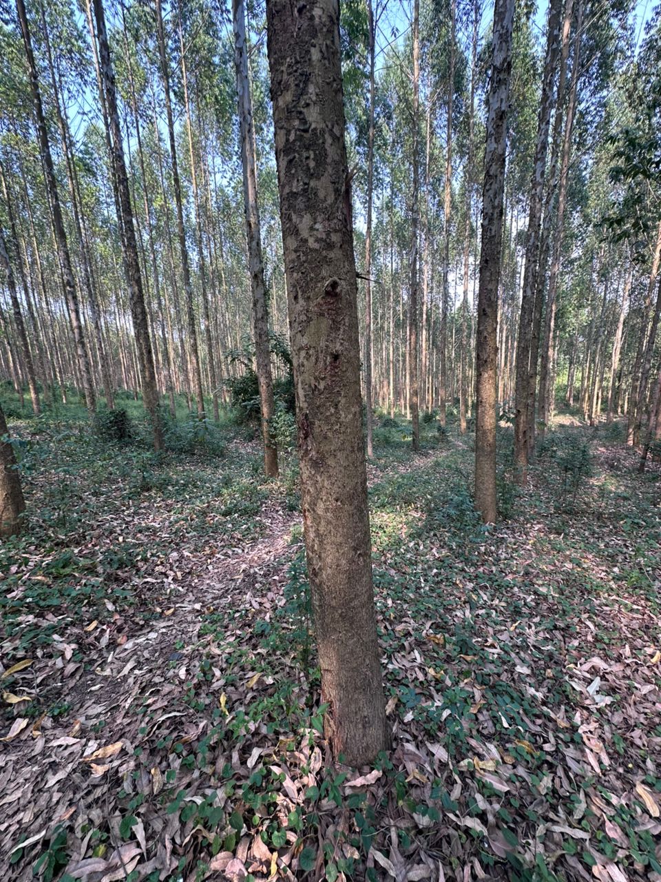 Euca Eco Consults team managing eucalyptus plantation in Wakiso, Uganda