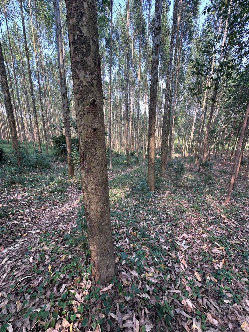 Eucalyptus forest managed by Euca Eco Consults in Uganda