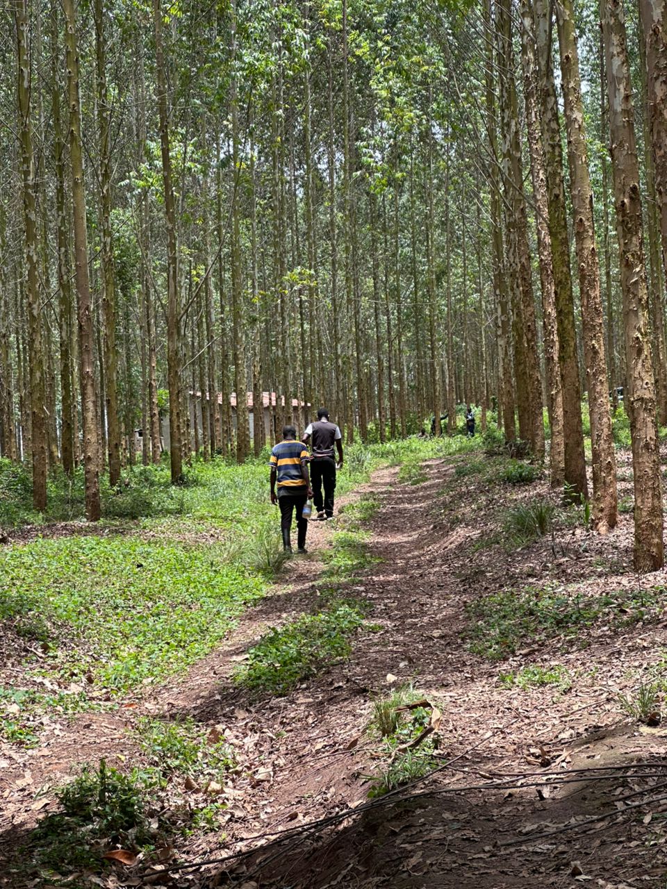 Eucalyptus forest plantation in Uganda — rows of tall eucalyptus trees managed by Euca Eco Consults