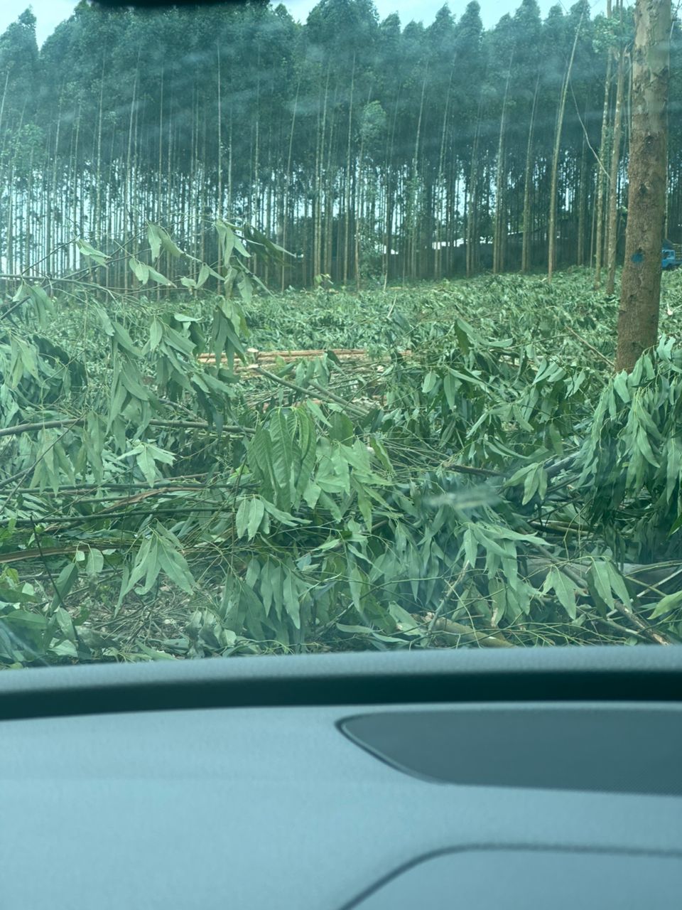 Young eucalyptus trees growing in Uganda