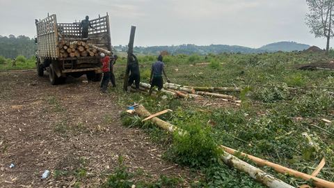 Workers loading cut logs onto a lorry at a freshly felled site