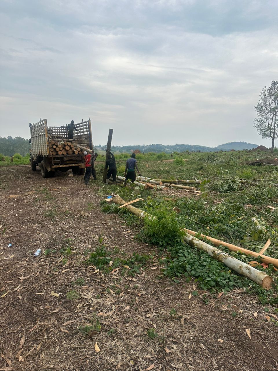 Mature eucalyptus forest