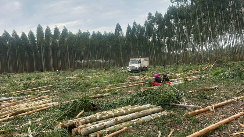 Eucalyptus forest investment in Kampala Uganda