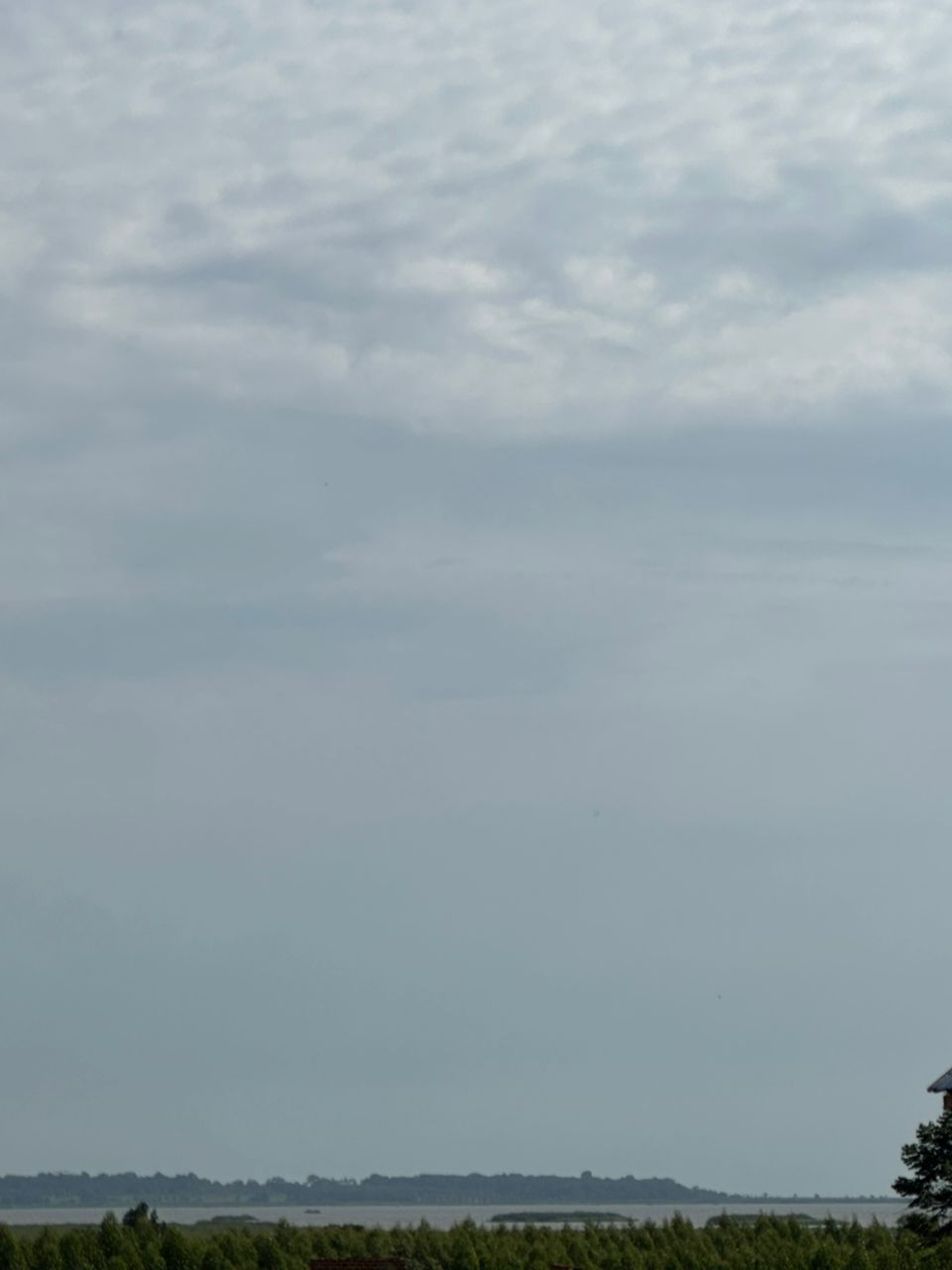 Aerial view of eucalyptus forest in Uganda