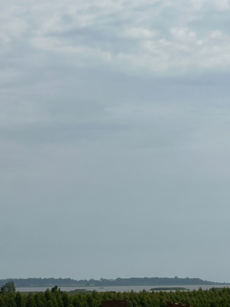 Wide view of eucalyptus forest in Uganda