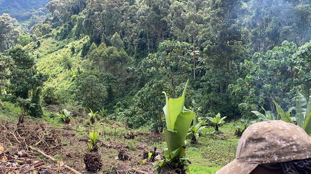 Sustainable forest plantation establishment in Uganda