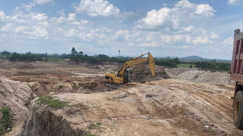 Forest planting company Kampala Uganda — seedling establishment