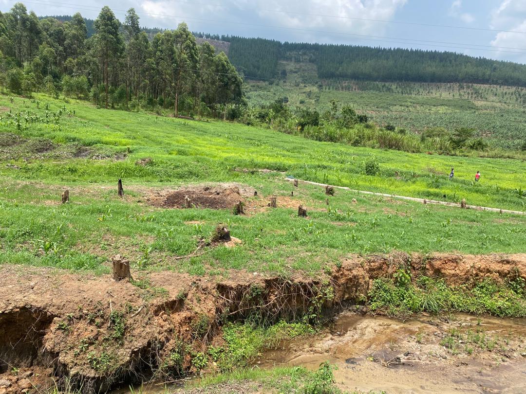Sustainable forest management Uganda