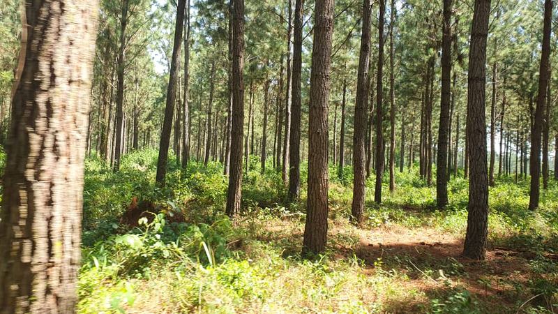 Carbon credits forestry Uganda forest carbon project