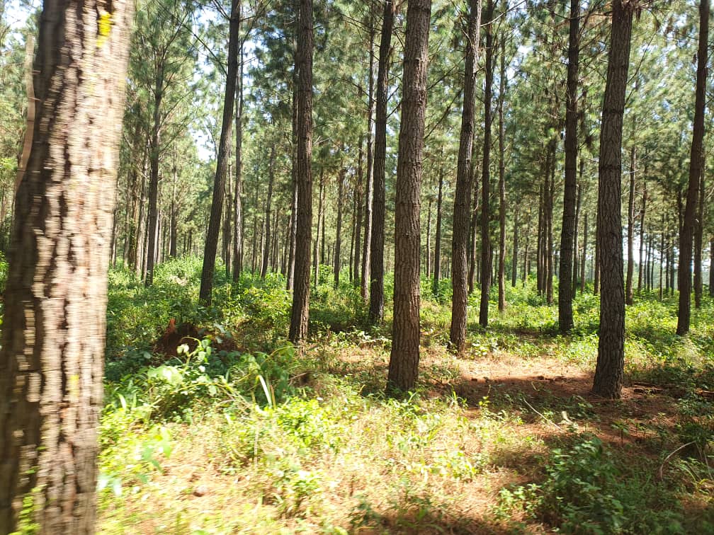 Carbon credits forestry Uganda