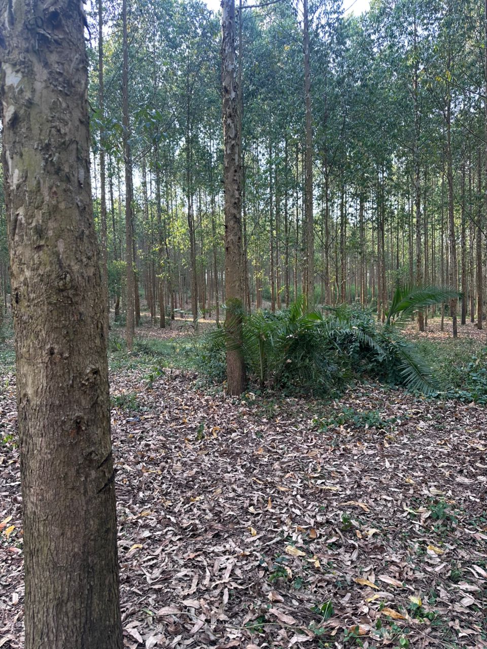Mature forest trees in Uganda