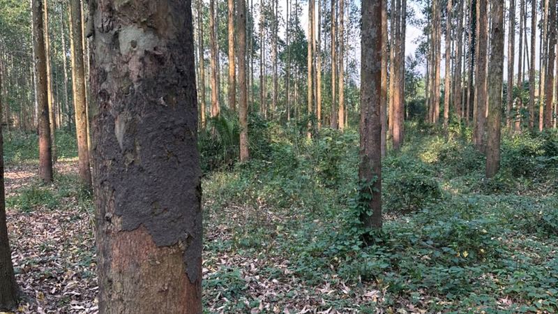 Plantation forestry in Zambia
