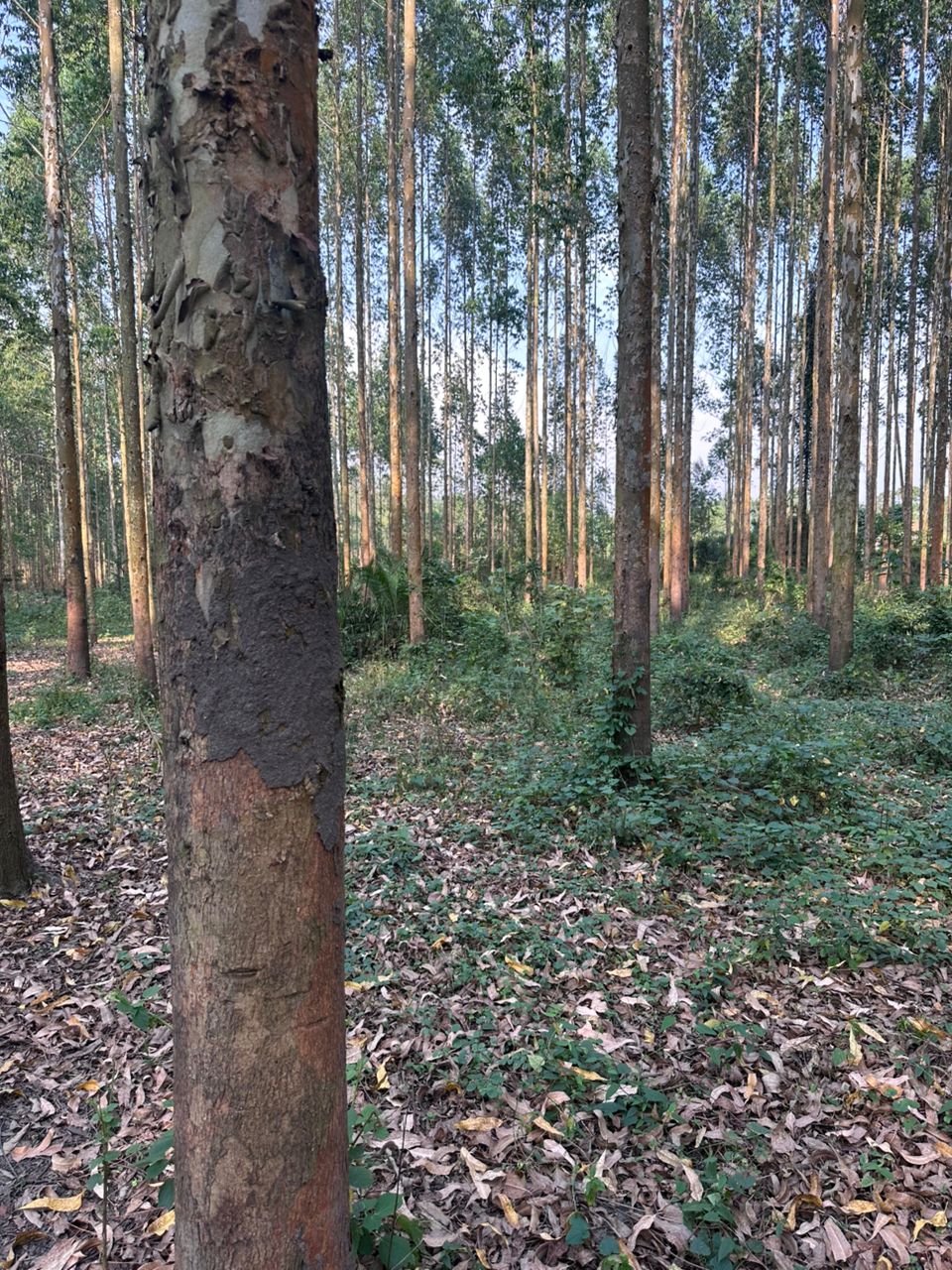 Forest inventory and measurement in Uganda