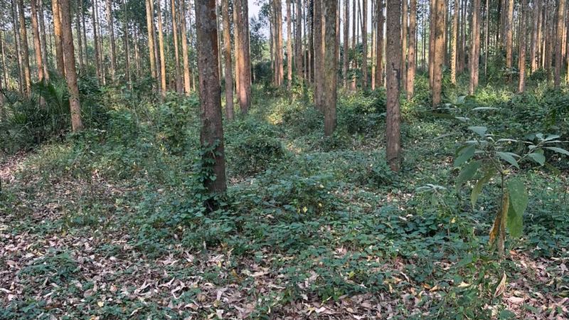 Poorly performing plantation being assessed in Uganda