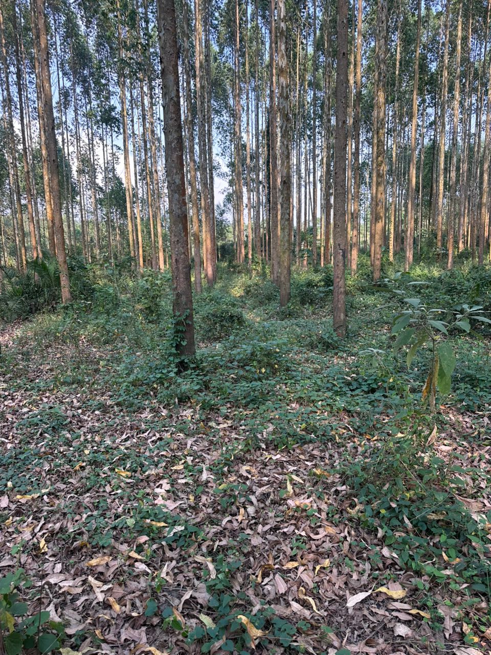 Forest management activities Uganda