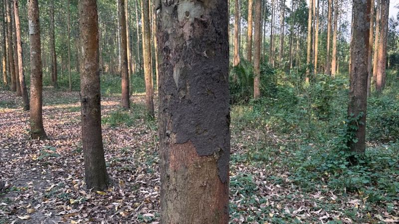Eucalyptus plantation on upland ground above a Ugandan valley