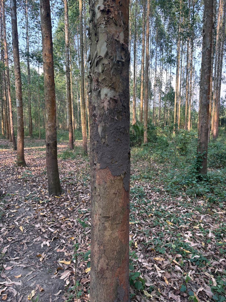 Forested landscape in Uganda
