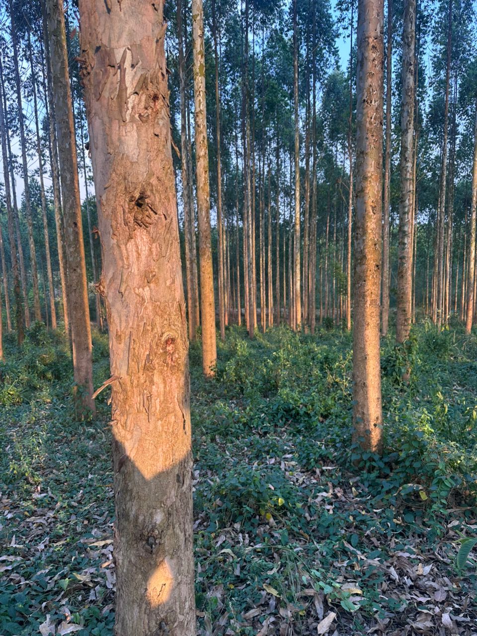 Tree planting and establishment in Uganda