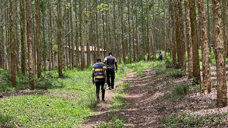 Mature indigenous hardwood tree standing on Ugandan farmland