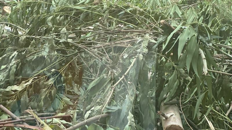 Trees intercropped with banana and coffee on a Ugandan smallholding