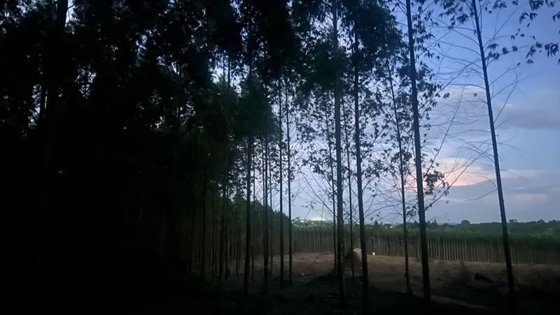 Eucalyptus woodlot established on institutional land in Uganda