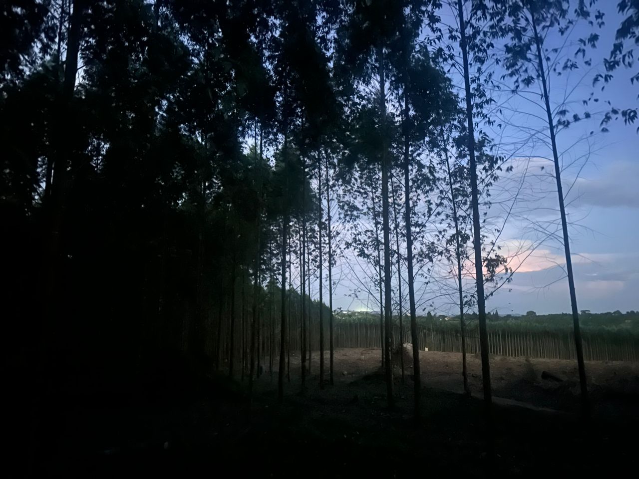 Tall trees in Uganda forest