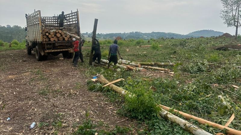 A newly established tree plantation in Uganda with young seedlings in rows