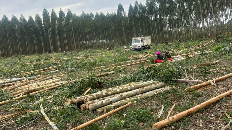 Young forest storing carbon in growing biomass