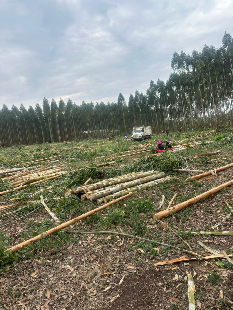 Forest harvesting activities in Uganda