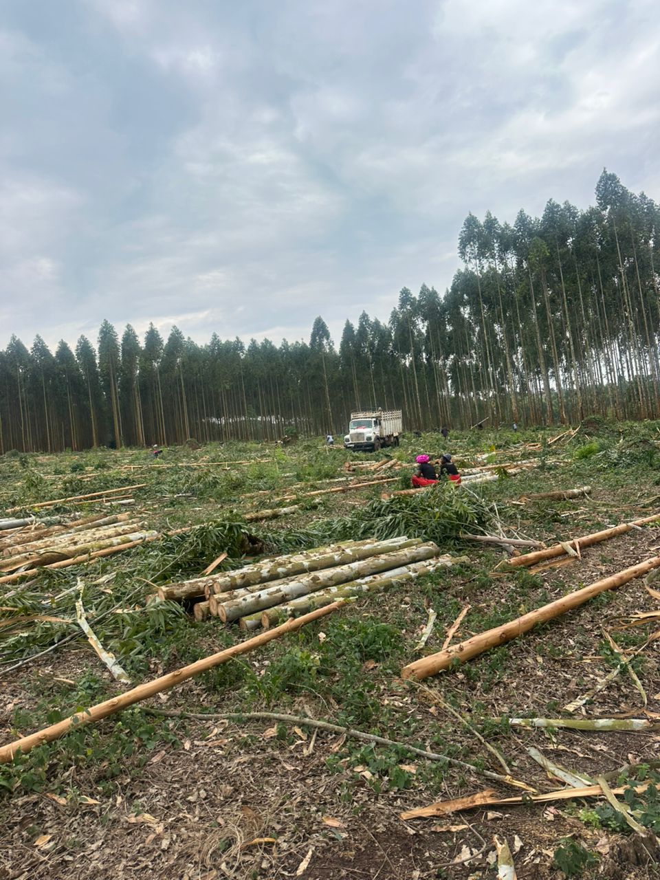 Forest field work in Uganda