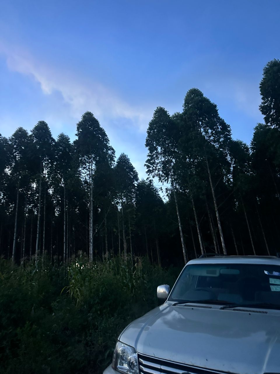 Plantation tree rows Uganda