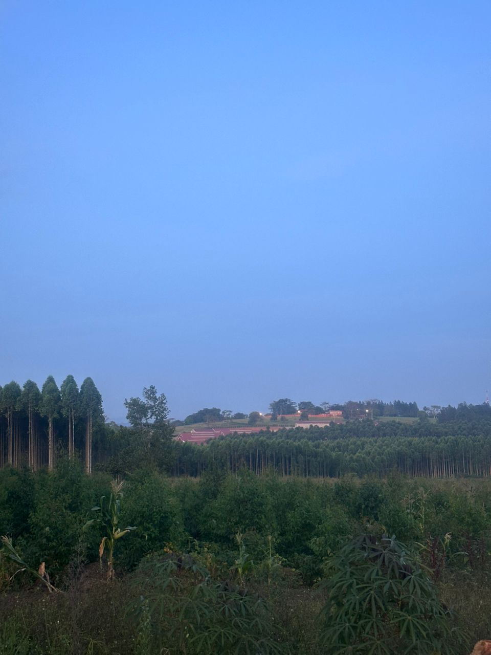 Ground level forest view in Uganda