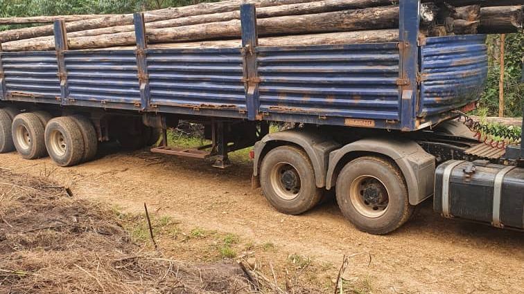 A lorry trailer with blue side panels, loaded with logs, on a dirt track